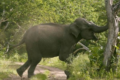 झापामा हात्तीको आक्रमणमा परि एकको मृत्यु